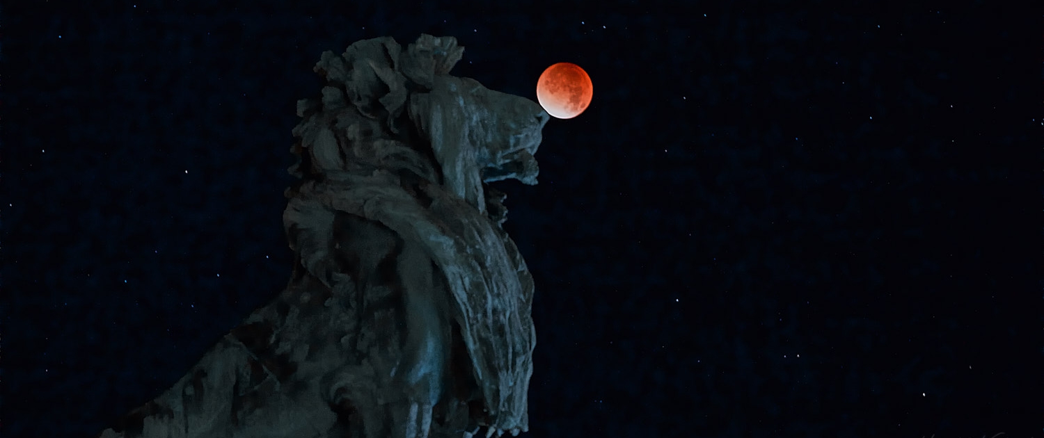 Nachtfotografie - Löwe spielt mit Blutmond